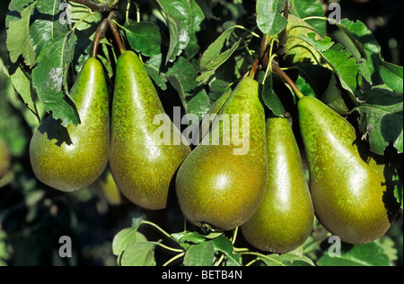 Cultivated pears Conference variety (Pyrus communis), Belgium Stock Photo