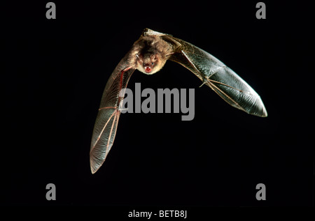 Insect Bat In Flight Flight of the bat Stock Photo - Alamy