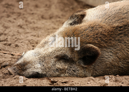 Wild boar sleeping after lunch Stock Photo