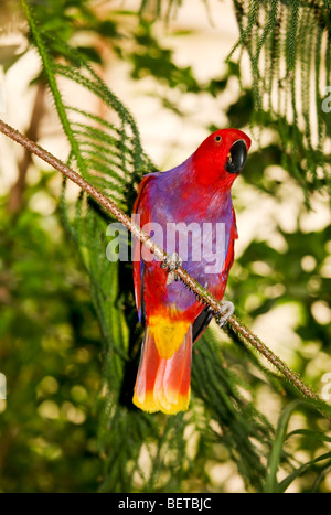 Eclectus Parrot (Eclectus roratus) perched on a tree Stock Photo
