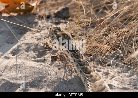 Detailed close up above head puff Adder Bitis arietans in sand  rear angle photograph Okavango Delta of Botswana Stock Photo