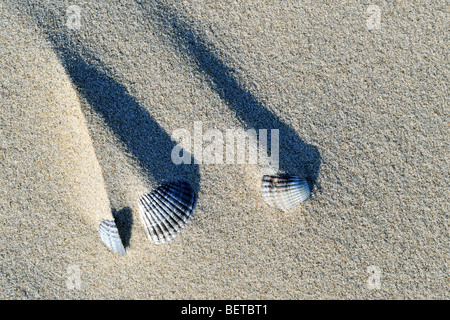 Shadows of sand ridges behind cockle shells (Cerastoderma edule / Cardium edule) formed by the wind on beach Stock Photo