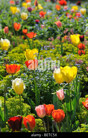Colourful tulips (Tulipa sp.) flowering in flower garden of Keukenhof in spring near Lisse, Holland, the Netherlands Stock Photo