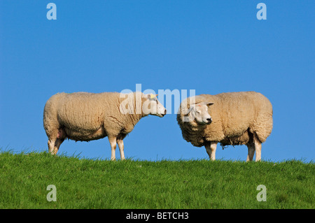 Two domestic Texel sheep (Ovis aries) in meadow, the Netherlands Stock Photo