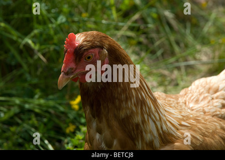 Hens head showing beak and eye Stock Photo