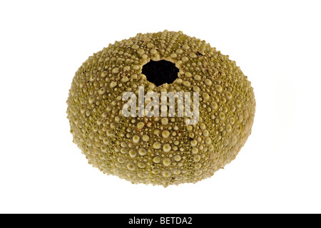 Green sea urchin / shore sea urchin (Psammechinus miliaris) on white background Stock Photo