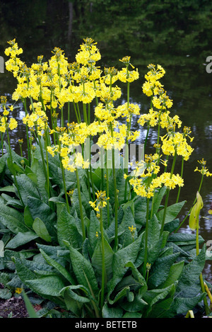 Primula prolifera AGM Stock Photo