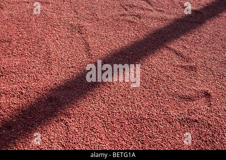 Myanmar/Burma. Peanuts drying in the sun in Mandalay Stock Photo