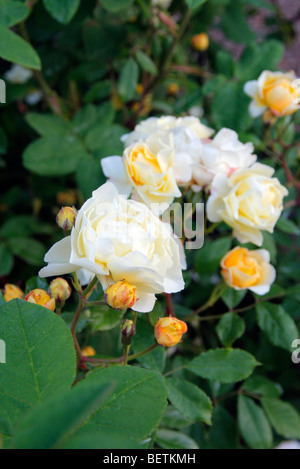 Rosa 'Callisto' hybrid musk rose Stock Photo