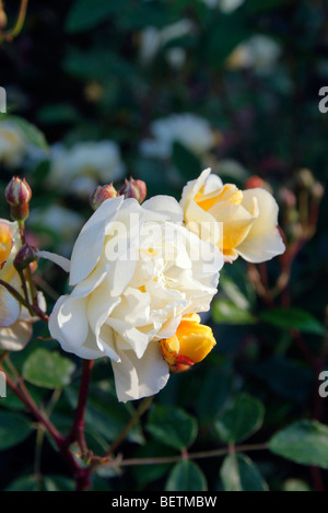 Rosa 'Callisto' hybrid musk rose Stock Photo