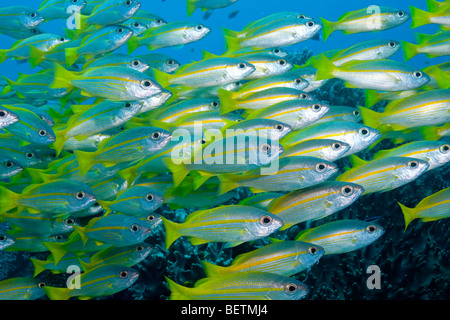 Dense school of Bigeye Snapper, Indonesia Stock Photo