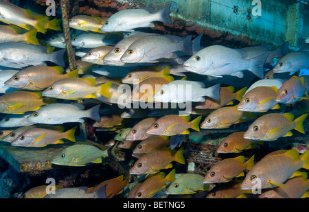 Schooling fish on artificial reef Stock Photo