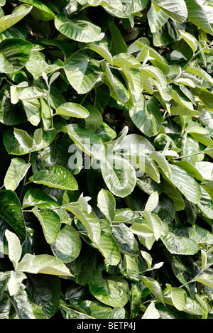Sorbus thibetica 'John Mitchell' AGM Stock Photo