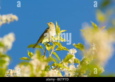Willow Warbler, Phylloscopus trochilus, perched on a Bird Cherry tree (Prunus padus) in blossom, Scottish Highlands. Stock Photo