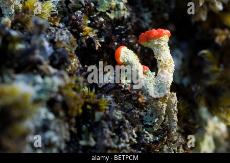 Cladonia floerkeana lichen, also known as English Soldiers, growing on granite rock in the Cairngorms, Scottish Highlands. Stock Photo