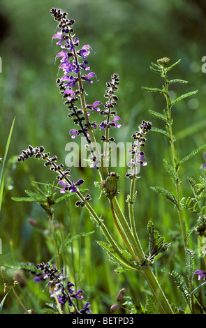Meadow Clary / Meadow Sage (Salvia pratensis) flowering in grassland Stock Photo