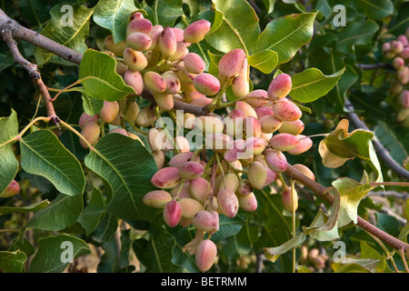 Pistachio Nuts maturing on branch . Stock Photo