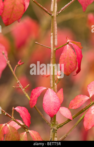 Euonymus alatus f subtriflorus, Winged Spindle Tree, in Autumn Stock Photo