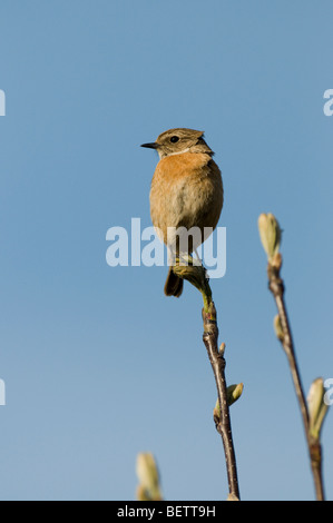 Female stonechat (Saxicola torquata) Stock Photo