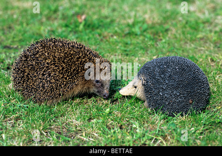 Common European hedgehog (Erinaceus europaeus) meeting garden ornament while foraging on lawn, Germany Stock Photo