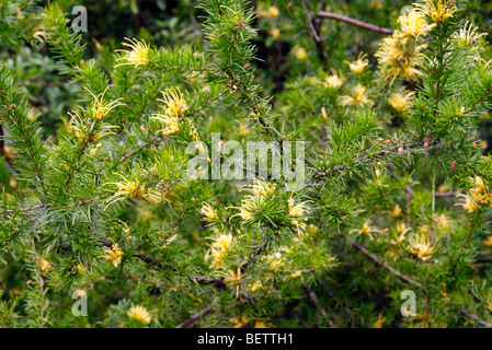 Grevillea juniperina f. sulphurea Stock Photo