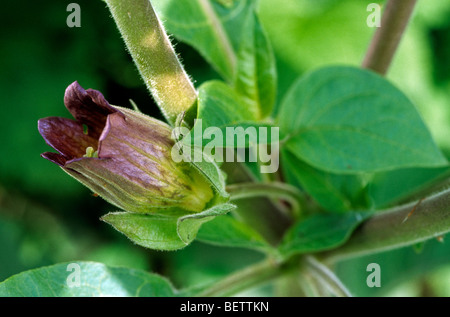 Deadly nightshade (Atropa belladonna), Europe Stock Photo