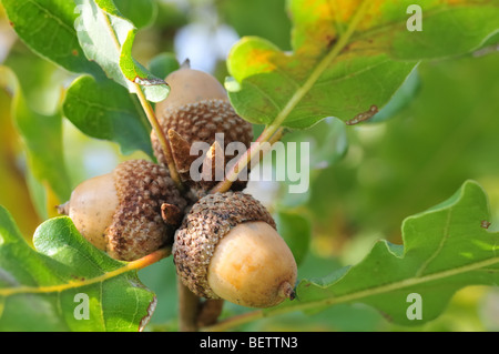 Three acorns on fresh green twig Stock Photo