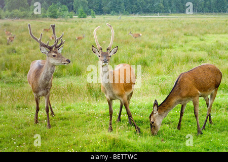 Herd of Red Deer (Cervus elaphus), including two stags with antlers in velvet, and a female grazing, in falling rain. Stock Photo