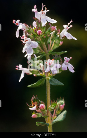 Garden thyme / common thyme / German thyme (Thymus vulgaris) in flower Stock Photo