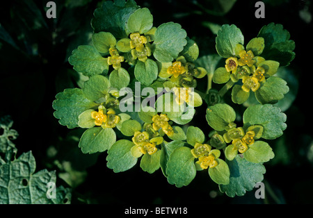 Opposite-leaved golden saxifrage / Alternate leaved golden saxifrage (Chrysosplenium alternifolium) in flower Stock Photo