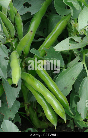 Broad beans ready for picking Stock Photo