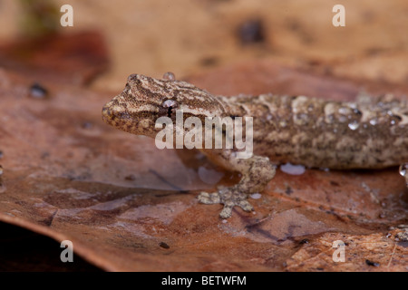 Mourning Gecko, a widespread parthenogenetic species Stock Photo