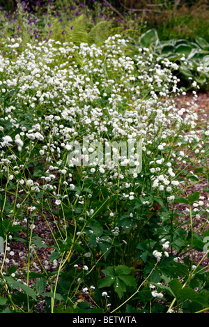 Ranunculus aconitifolius 'Flore Pleno' AGM Stock Photo