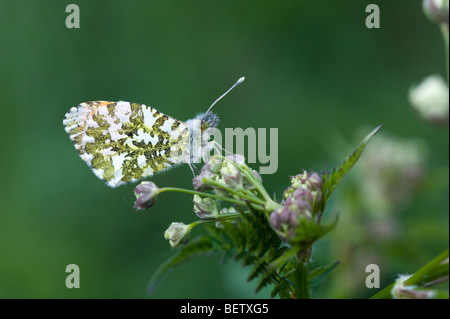 Orange tip butterfly (Anthocharis cardamines) - male Stock Photo