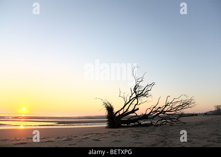 sunrise tentsmuir beach Stock Photo