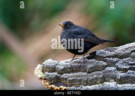 Male blackbird (Turdus merula) in a garden Stock Photo