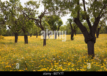Yellow daisies in orchard Mallorca Spain Stock Photo