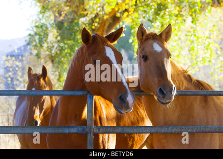 Three horses looking over a fence. Stock Photo