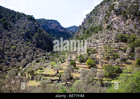 Terraced orchards in mountains on route of GR222 long distance footpath Caimari Mallorca Spain Stock Photo