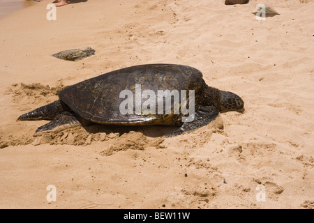 Hawaiian green sea turtle basking on the beach, island of Oahu, Hawaii Stock Photo