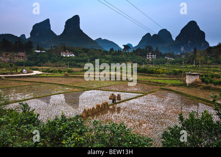 Woman balancing rice stalks as she walks on the berm between rice paddies. Yangshuo, China Stock Photo