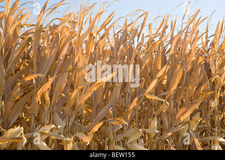 Dry corn stalks standing in field against a blue sky. Stock Photo