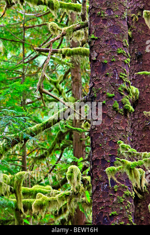 Sitka Spruce, Picea sitchensis with moss and lichen draped on its branches along the trail to San Josef Bay in Cape Scott Provin Stock Photo