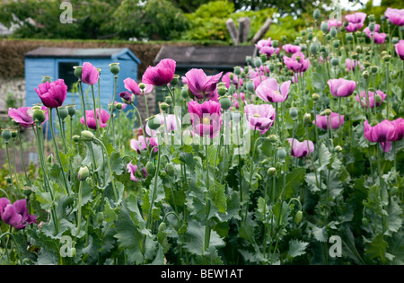 Crop of purple Poppies in an English county garden Stock Photo