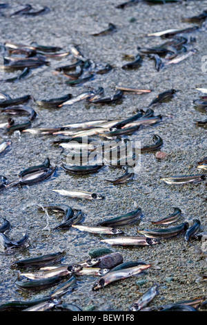 Spawning Capelin, Mallotus villosus, on a beach at Admiral's Point, Bonavista Peninsula, Trinity Bay, Highway 239, Discovery Tra Stock Photo