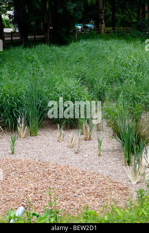 Reedbed newly planted with Reedmace - Typha latifolia and Phragmited australis - Common or Norfolk Reed for treatment of roadwater runoff - note entry pipe at bottom left of image Stock Photo