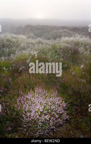 Ling Heather, Calluna vulgaris, growing on a misty Scottish moor at sunrise. Stock Photo