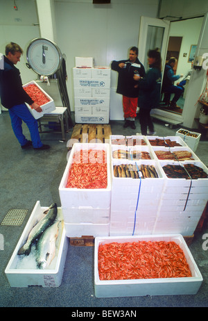 Boxed fresh fish and shrimp being weighed before shipping from docks of Gothenburg (Goteborg) to markets and restaurants Stock Photo