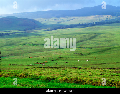 Cattle and horses grazing on lush green hillsides of Parker Ranch on Big Island of Hawaii Stock Photo