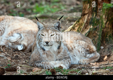 Eurasian Lynx, Lynx lynx, Bavarian Forest, Germany Stock Photo